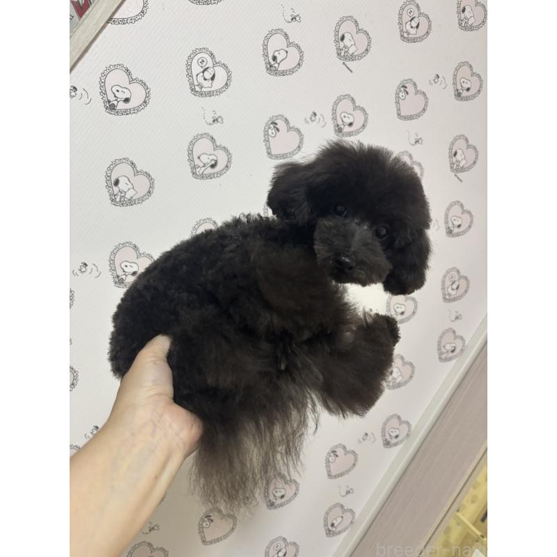 販売中の大阪府のティーカッププードル-410257の5枚目