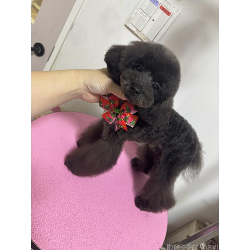 販売中の大阪府のティーカッププードル-410257の4枚目