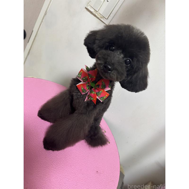 販売中の大阪府のティーカッププードル-410257の3枚目