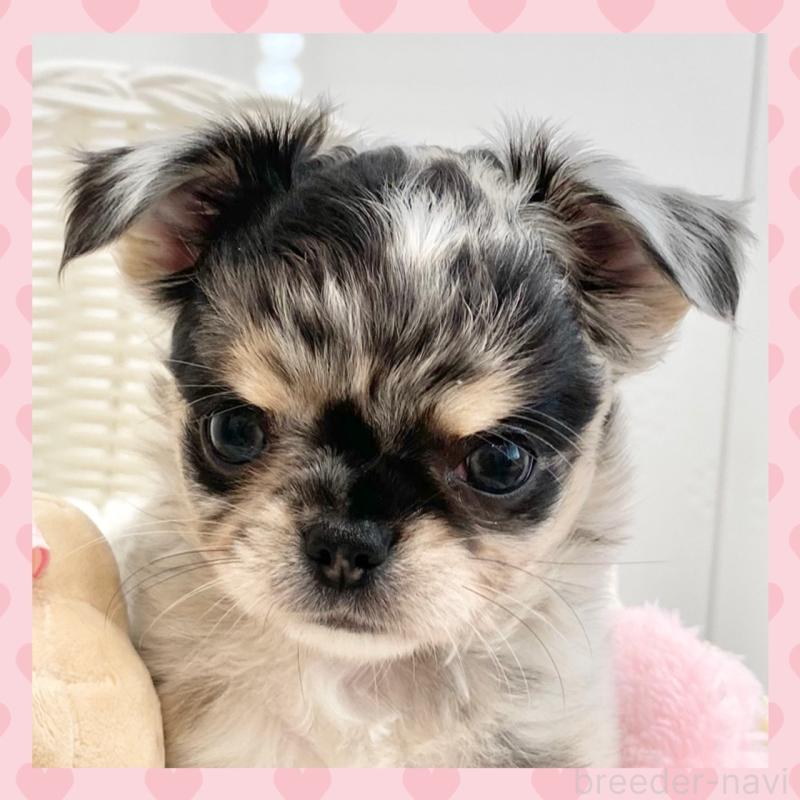 販売中の群馬県のチワワ(ロングコート)-425768