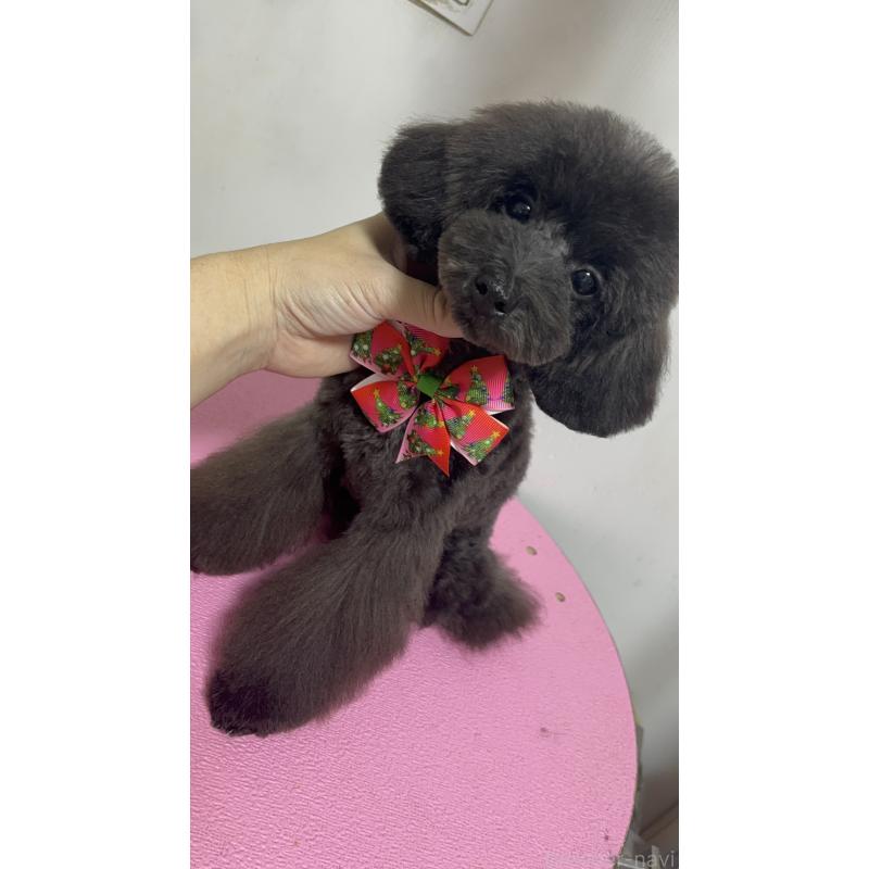 販売中の大阪府のティーカッププードル-410257の2枚目