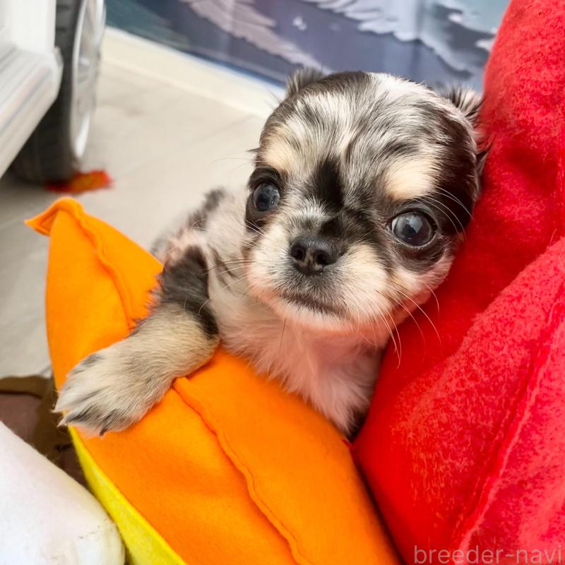 販売中の群馬県のチワワ(ロングコート)-425768の14枚目