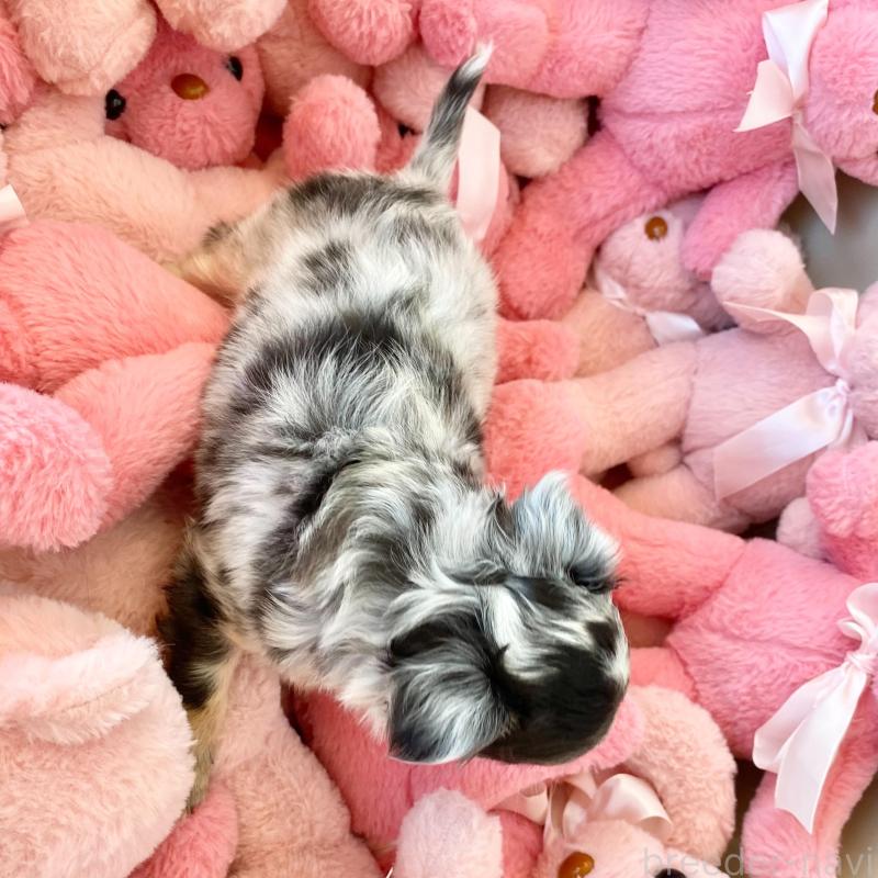 販売中の群馬県のチワワ(ロングコート)-425768の13枚目