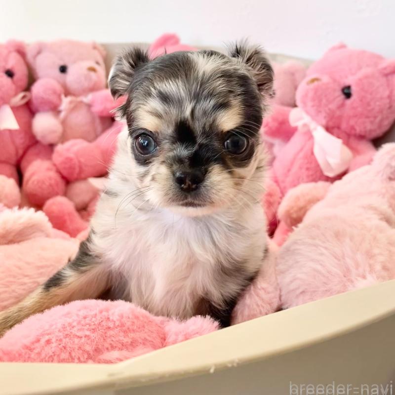 販売中の群馬県のチワワ(ロングコート)-425768の12枚目