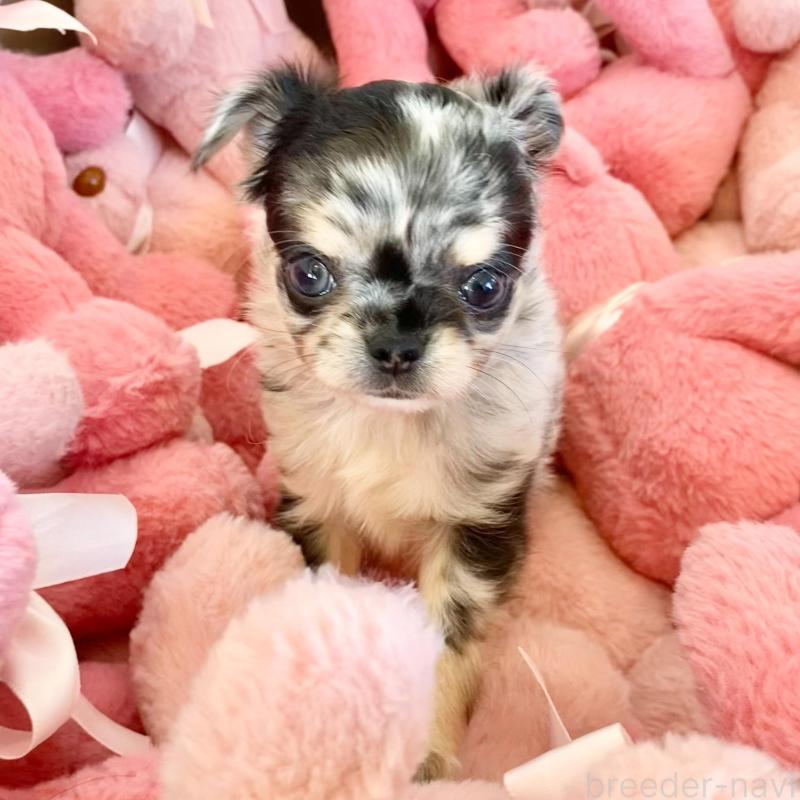 販売中の群馬県のチワワ(ロングコート)-425768の11枚目