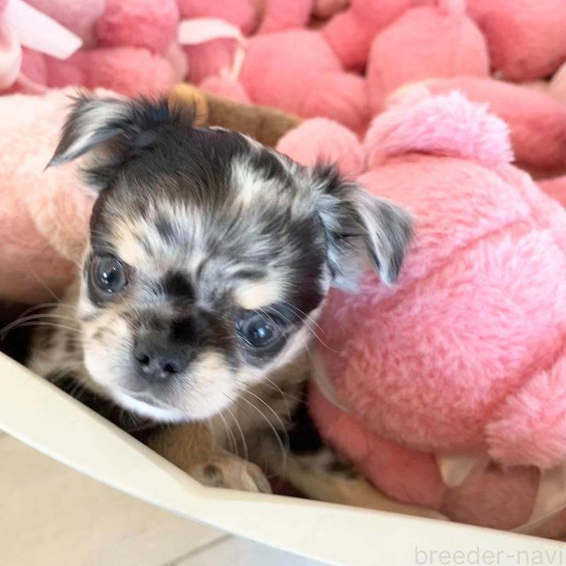 販売中の群馬県のチワワ(ロングコート)-425768の10枚目