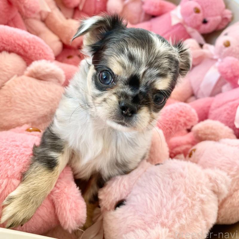 販売中の群馬県のチワワ(ロングコート)-425768の9枚目