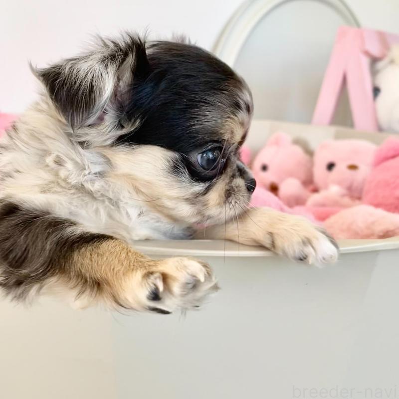 販売中の群馬県のチワワ(ロングコート)-425768の8枚目