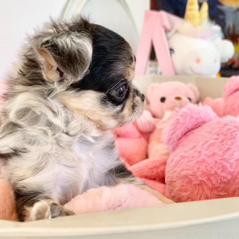 販売中の群馬県のチワワ(ロングコート)-425768の7枚目