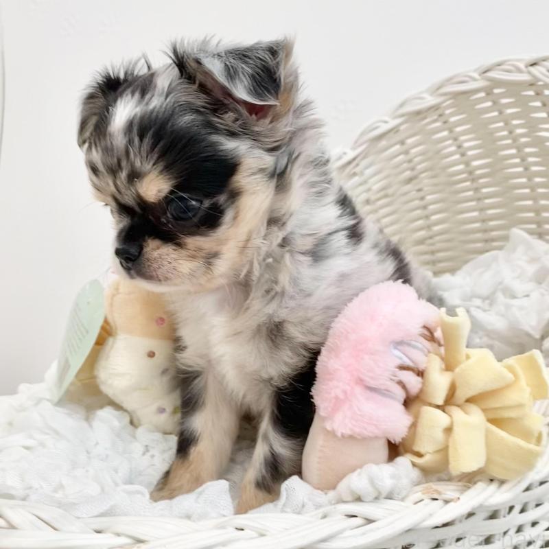 販売中の群馬県のチワワ(ロングコート)-425768の6枚目