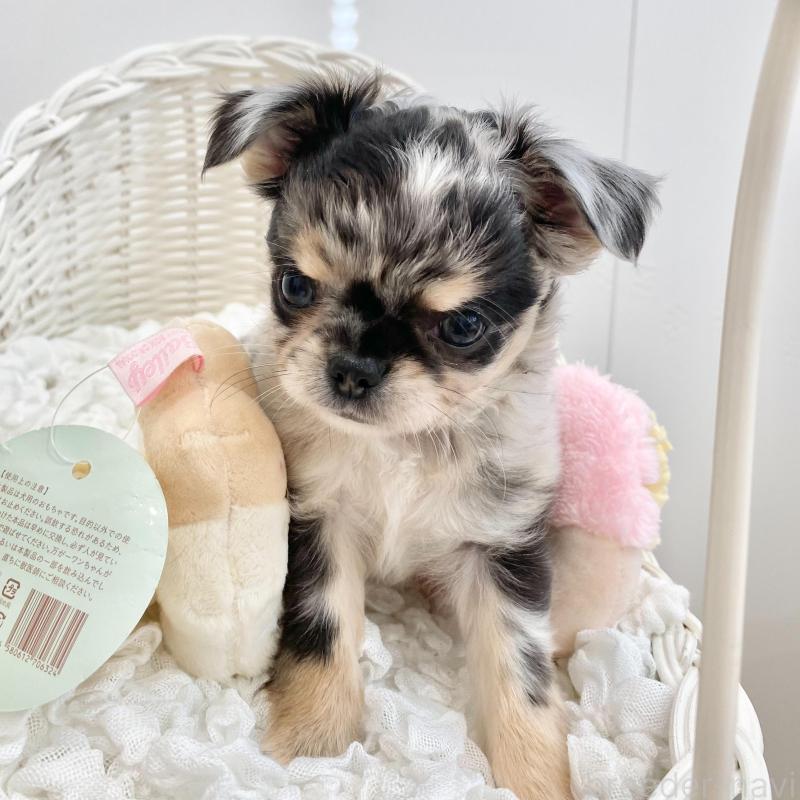 販売中の群馬県のチワワ(ロングコート)-425768の5枚目