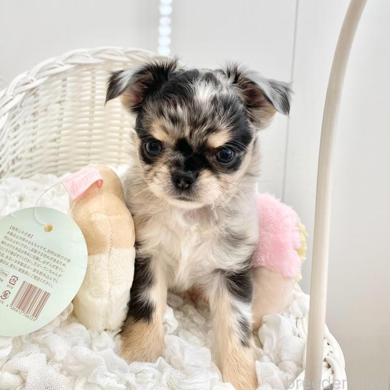 販売中の群馬県のチワワ(ロングコート)-425768の4枚目