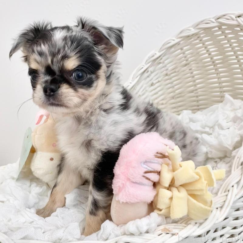 販売中の群馬県のチワワ(ロングコート)-425768の3枚目