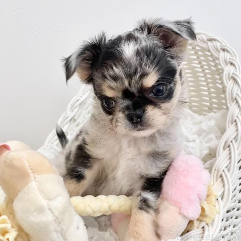 販売中の群馬県のチワワ(ロングコート)-425768の2枚目