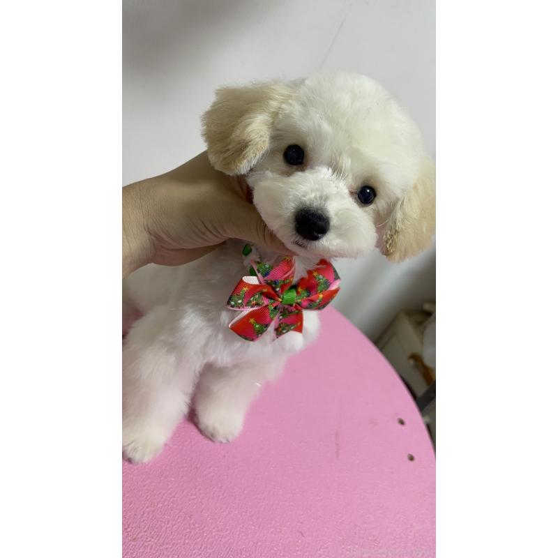 販売中の大阪府のティーカッププードル-408601の3枚目