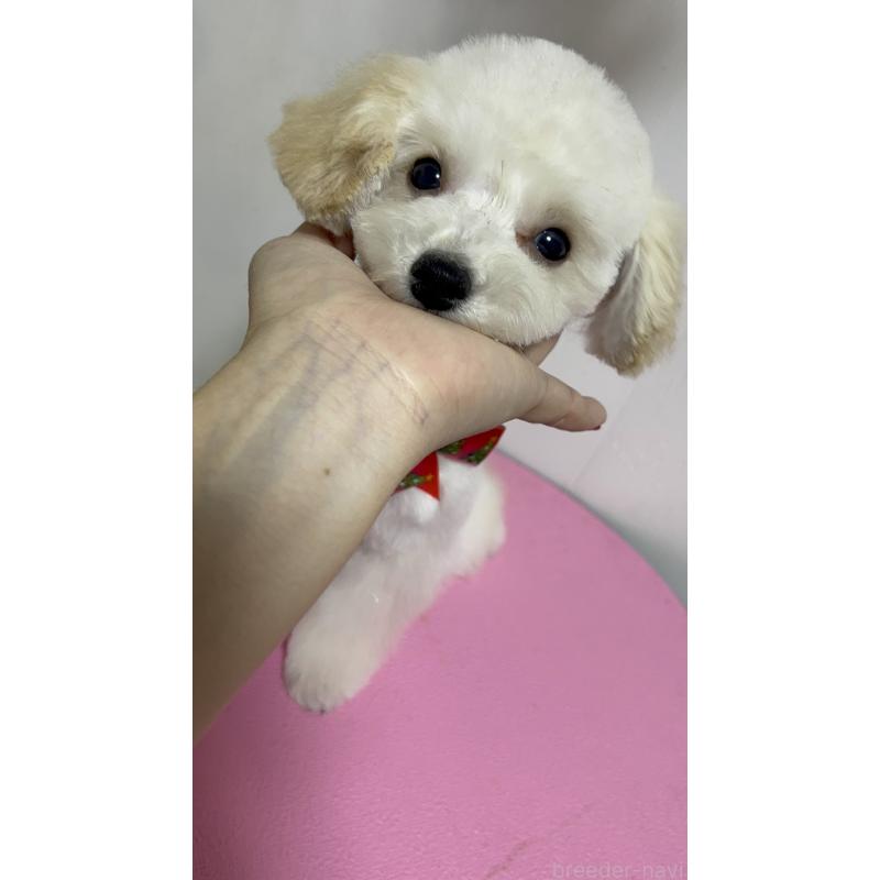 販売中の大阪府のティーカッププードル-408601の2枚目