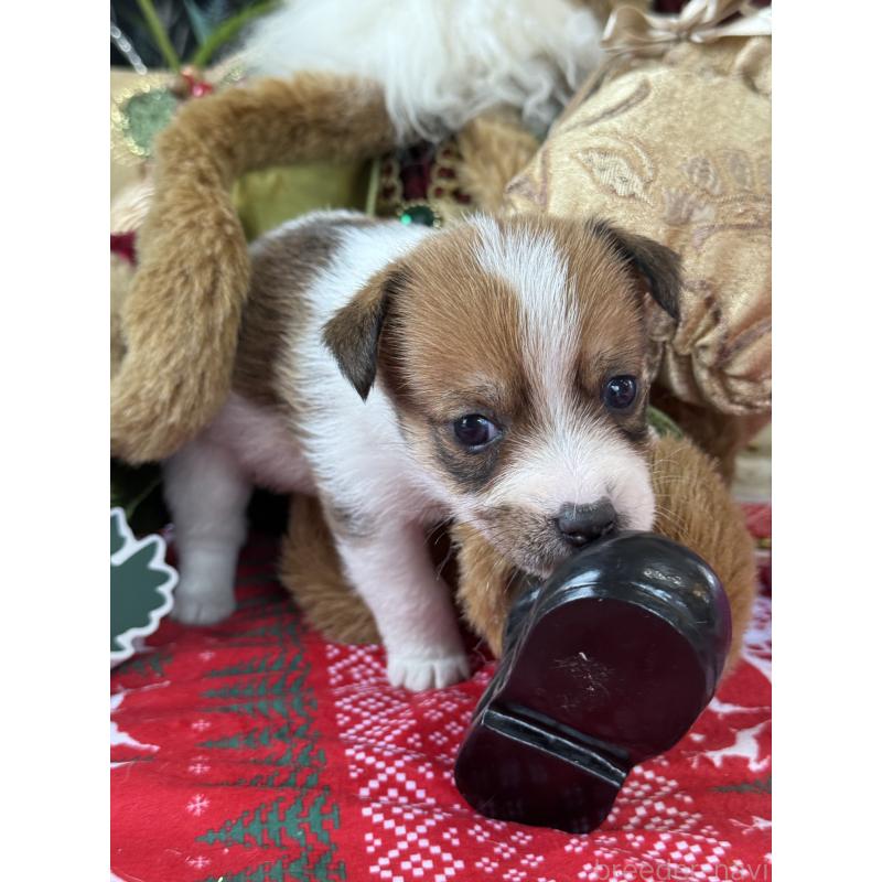 成約済の宮崎県のジャックラッセルテリア-425128の5枚目