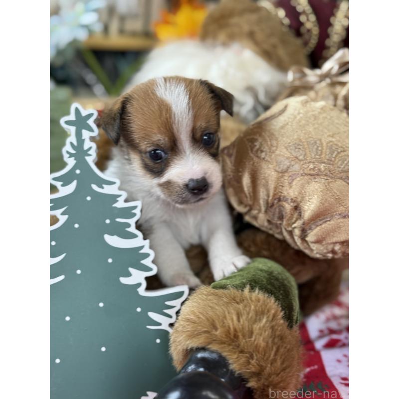 成約済の宮崎県のジャックラッセルテリア-425128の4枚目