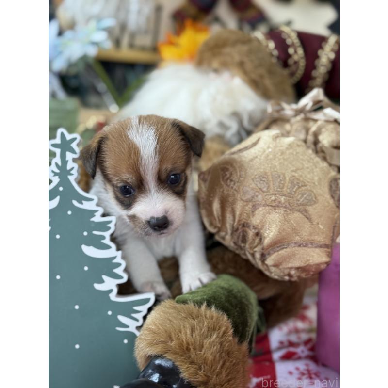 成約済の宮崎県のジャックラッセルテリア-425128の3枚目