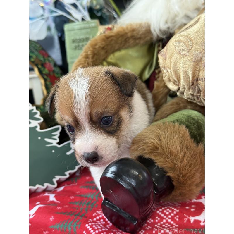 成約済の宮崎県のジャックラッセルテリア-425128の2枚目