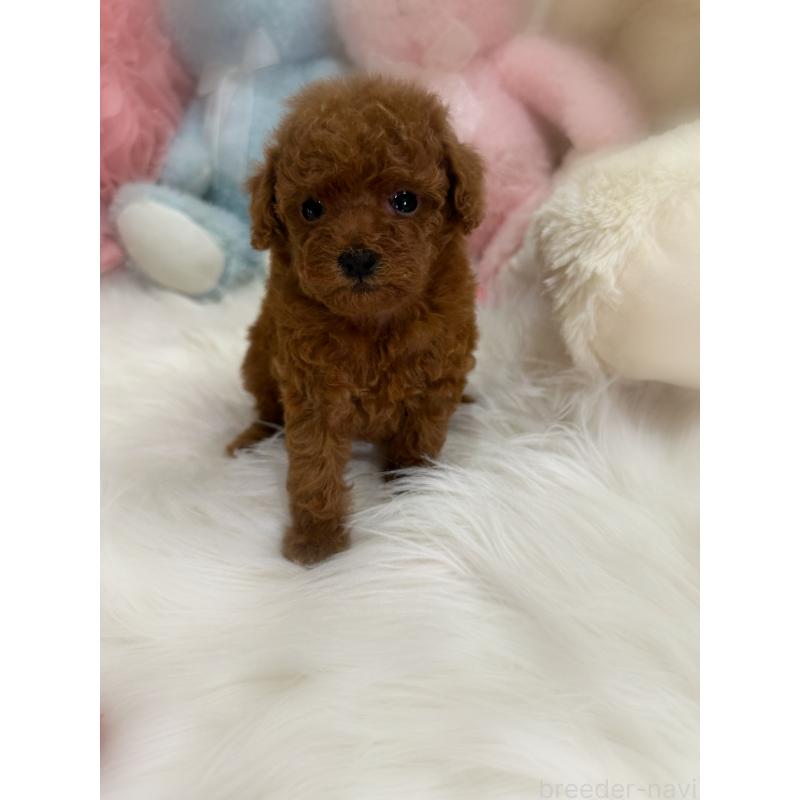 販売中の香川県のタイニープードル-425769の5枚目