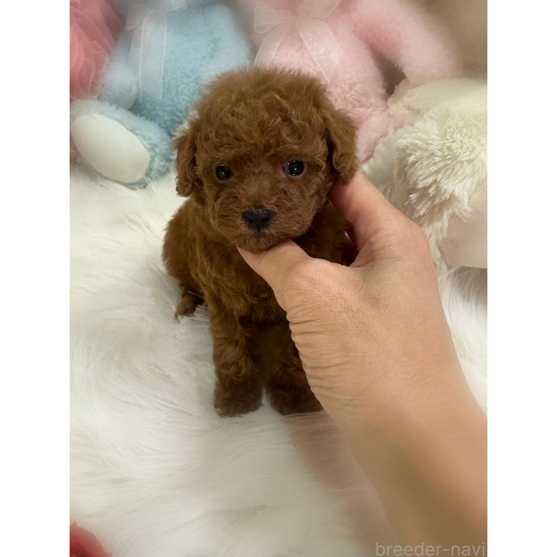販売中の香川県のタイニープードル-425769の4枚目