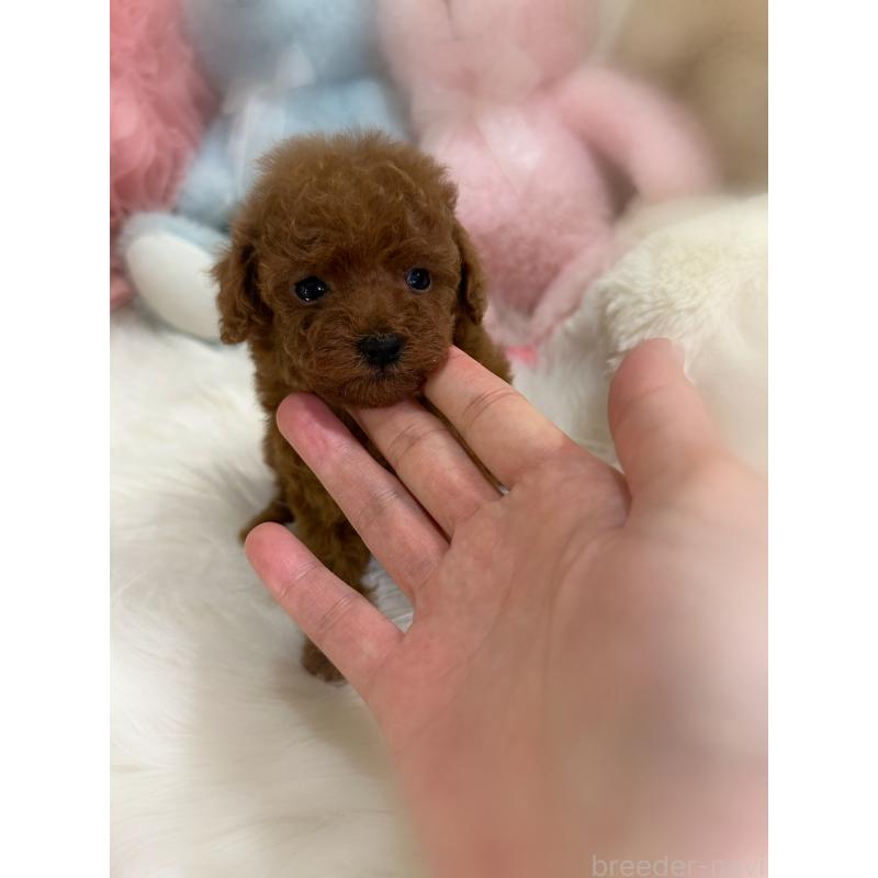 販売中の香川県のタイニープードル-425769の3枚目