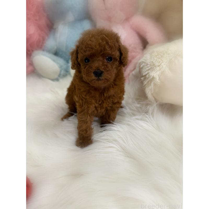 販売中の香川県のタイニープードル-425769の2枚目