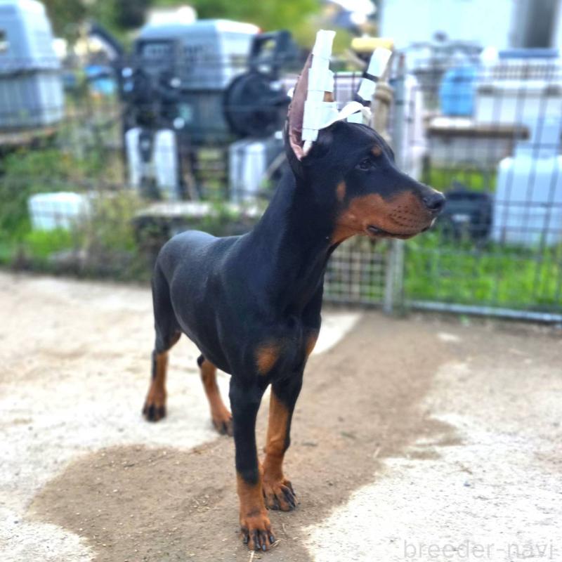 商談中の茨城県のドーベルマン-415241の23枚目