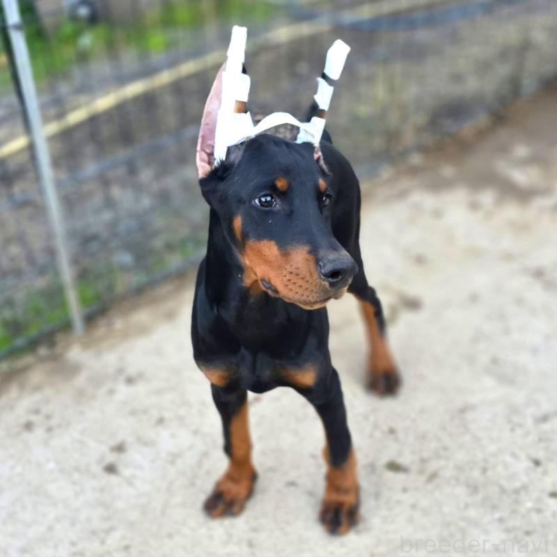 商談中の茨城県のドーベルマン-415241の22枚目