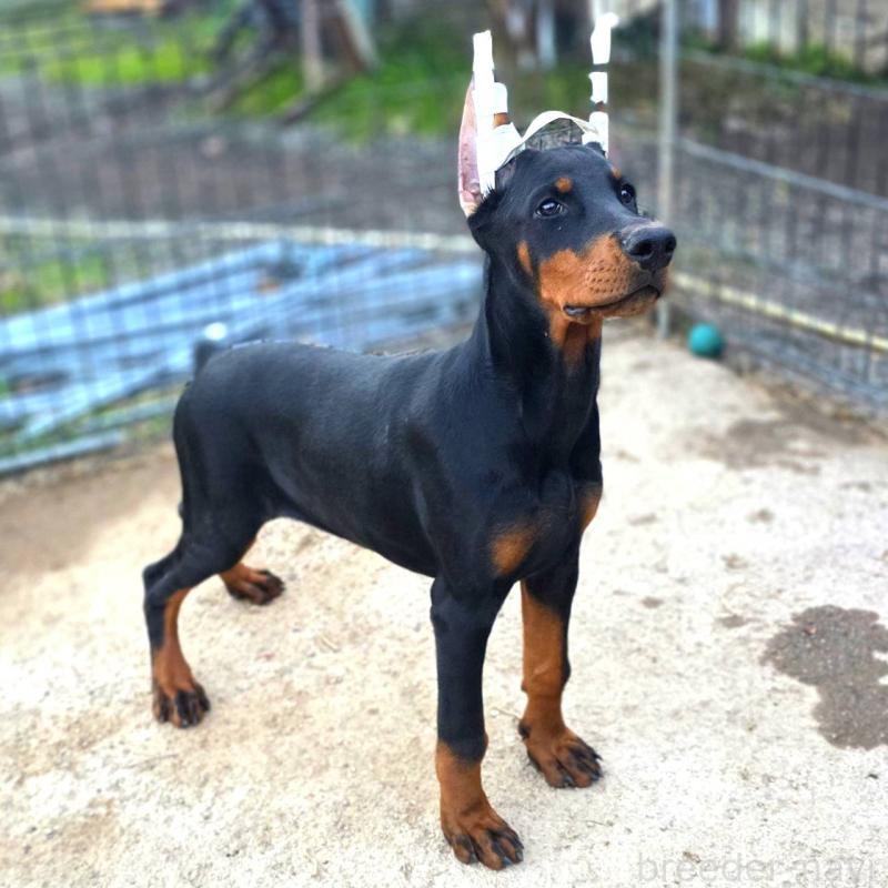 商談中の茨城県のドーベルマン-415241の21枚目