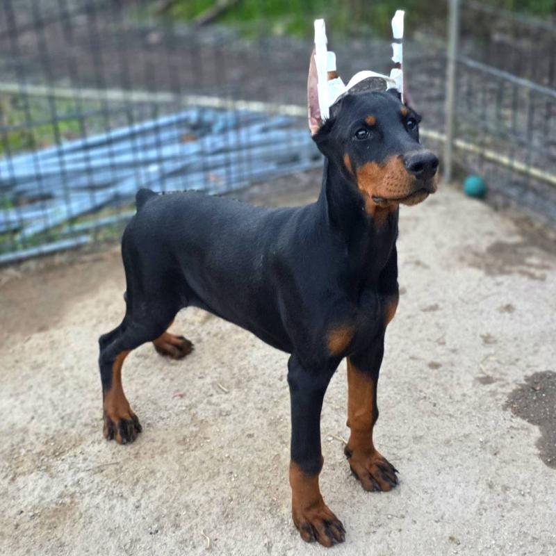 商談中の茨城県のドーベルマン-415241の20枚目