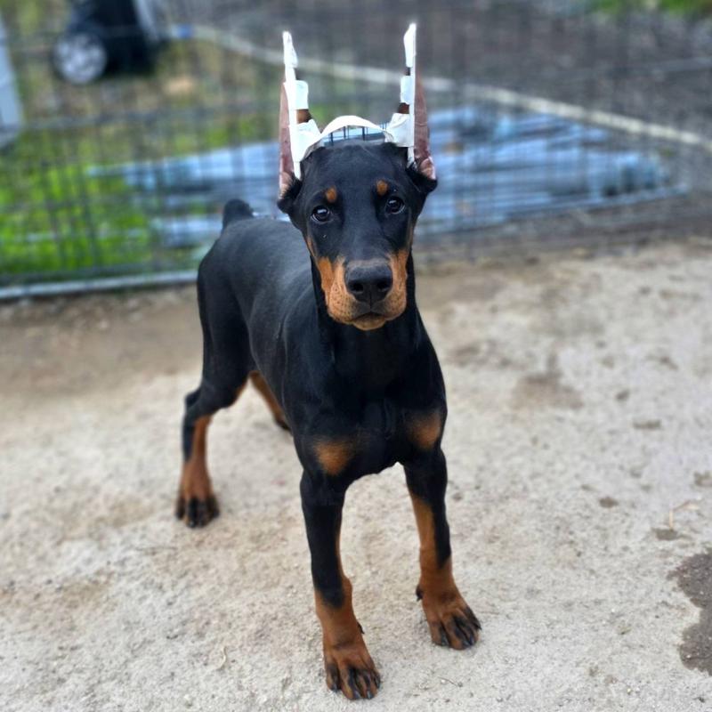 商談中の茨城県のドーベルマン-415241の19枚目