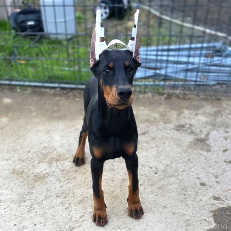 商談中の茨城県のドーベルマン-415241の18枚目