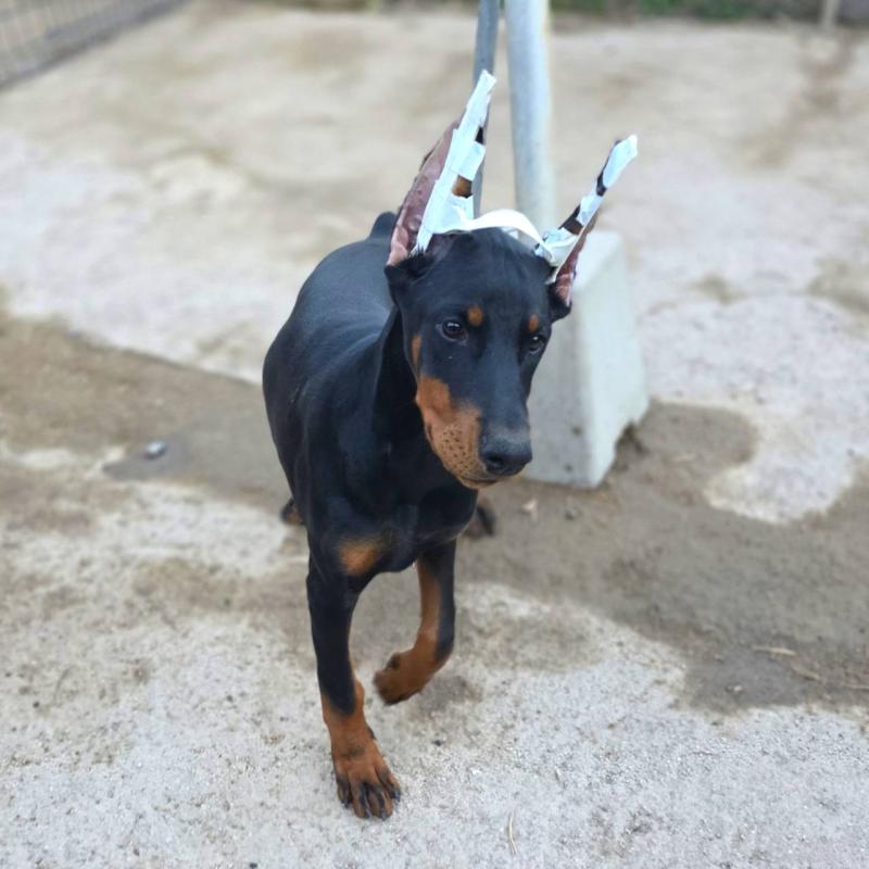 商談中の茨城県のドーベルマン-415241の17枚目