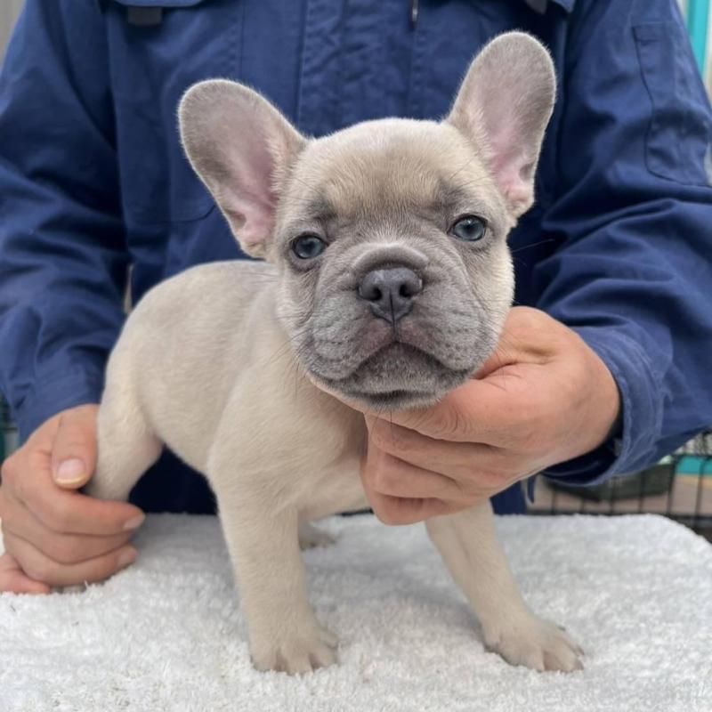 販売中の愛媛県のフレンチブルドッグ-424410