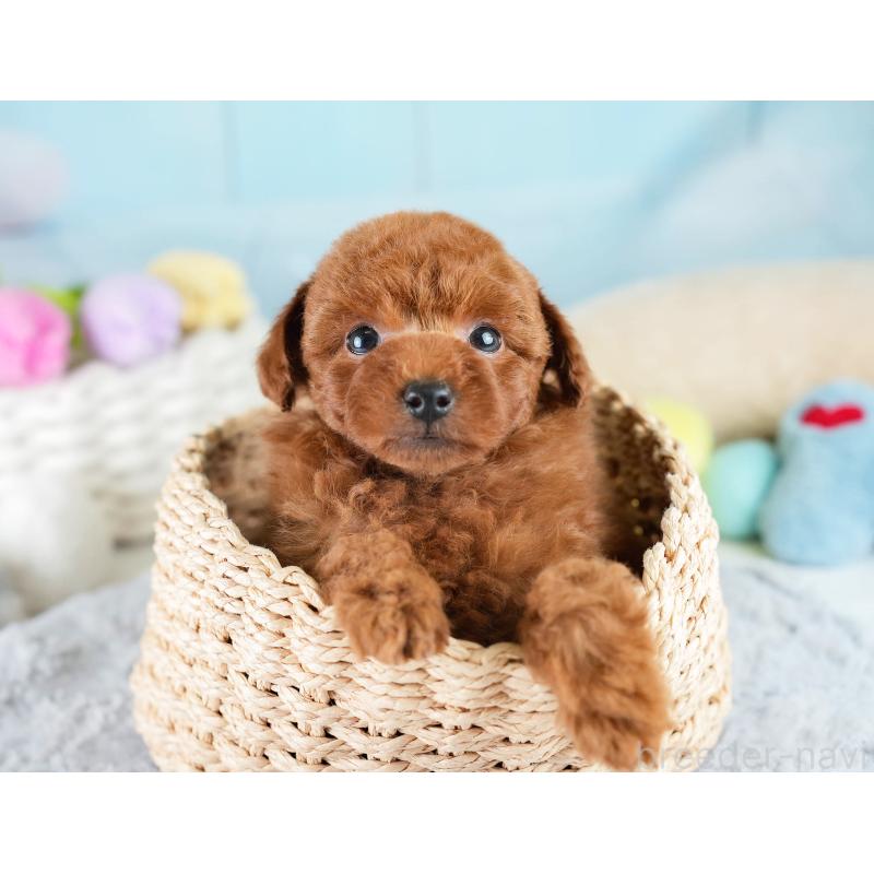 成約済の埼玉県のトイプードル-425771の10枚目