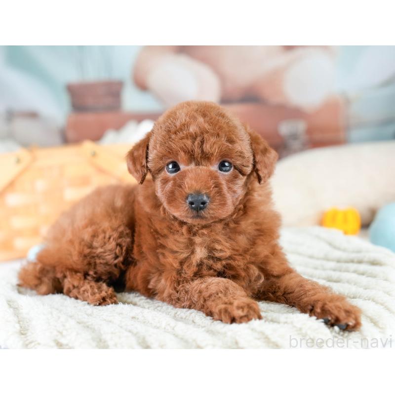 成約済の埼玉県のトイプードル-425771の8枚目