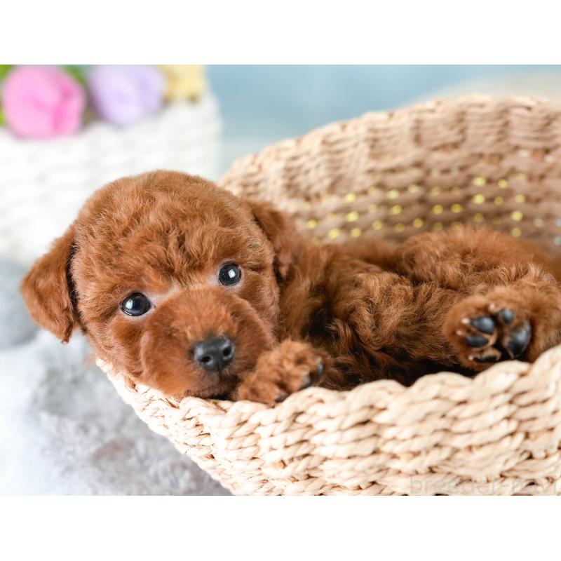 成約済の埼玉県のトイプードル-425771の6枚目