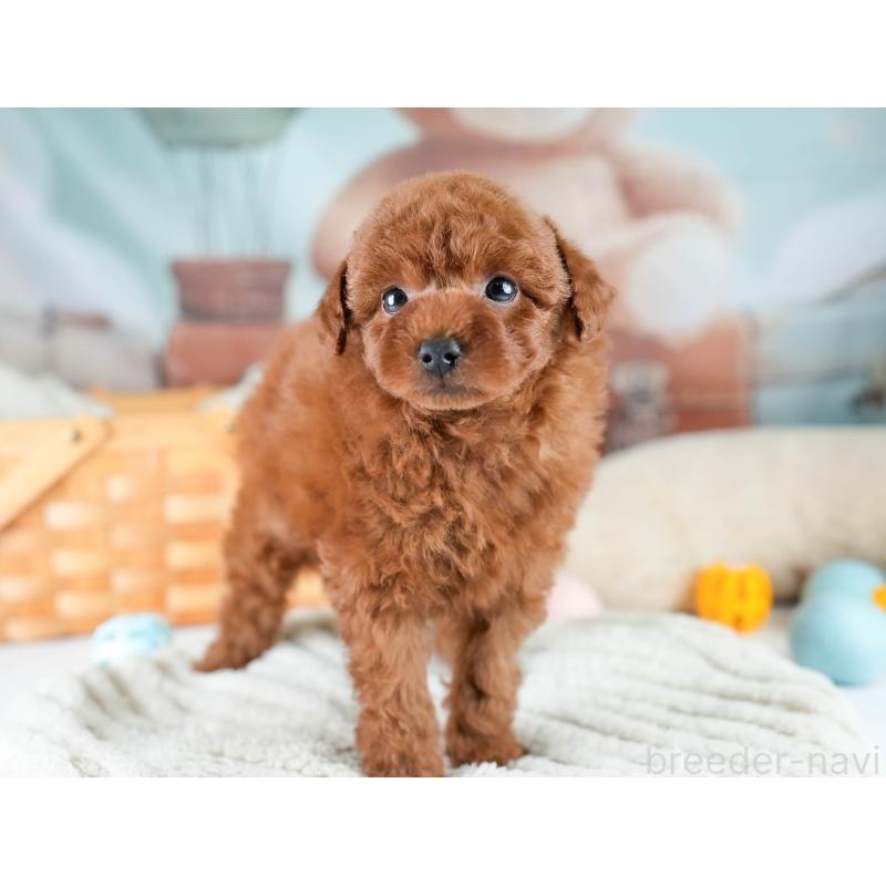 成約済の埼玉県のトイプードル-425771の5枚目