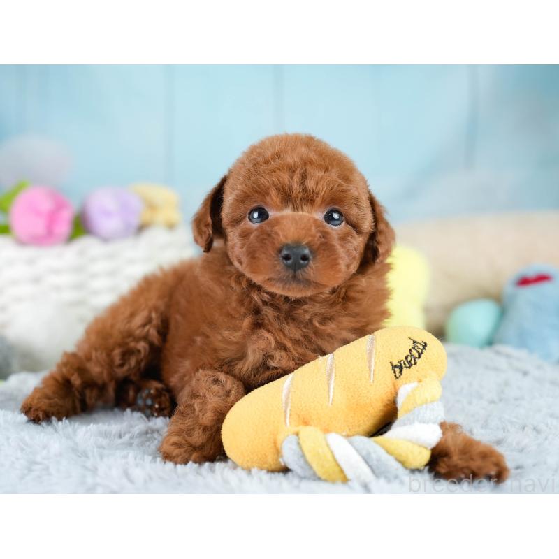 成約済の埼玉県のトイプードル-425771の4枚目