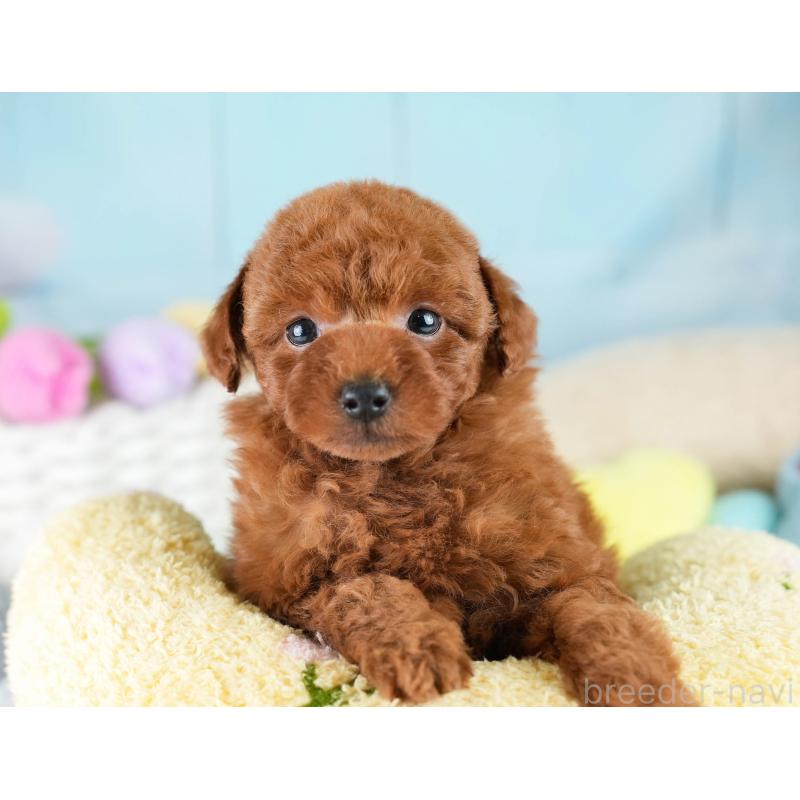 成約済の埼玉県のトイプードル-425771の3枚目