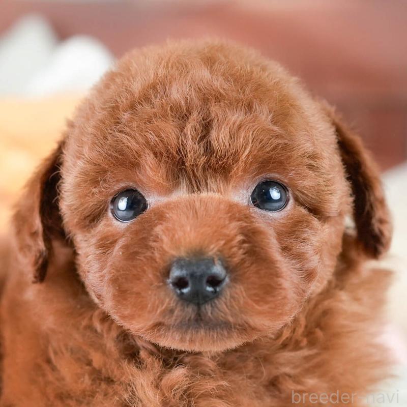 成約済の埼玉県のトイプードル-425771の1枚目