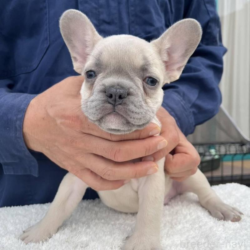 販売中の愛媛県のフレンチブルドッグ-424408