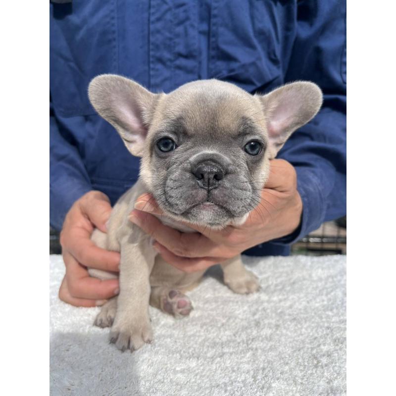成約済の愛媛県のフレンチブルドッグ-424414の12枚目