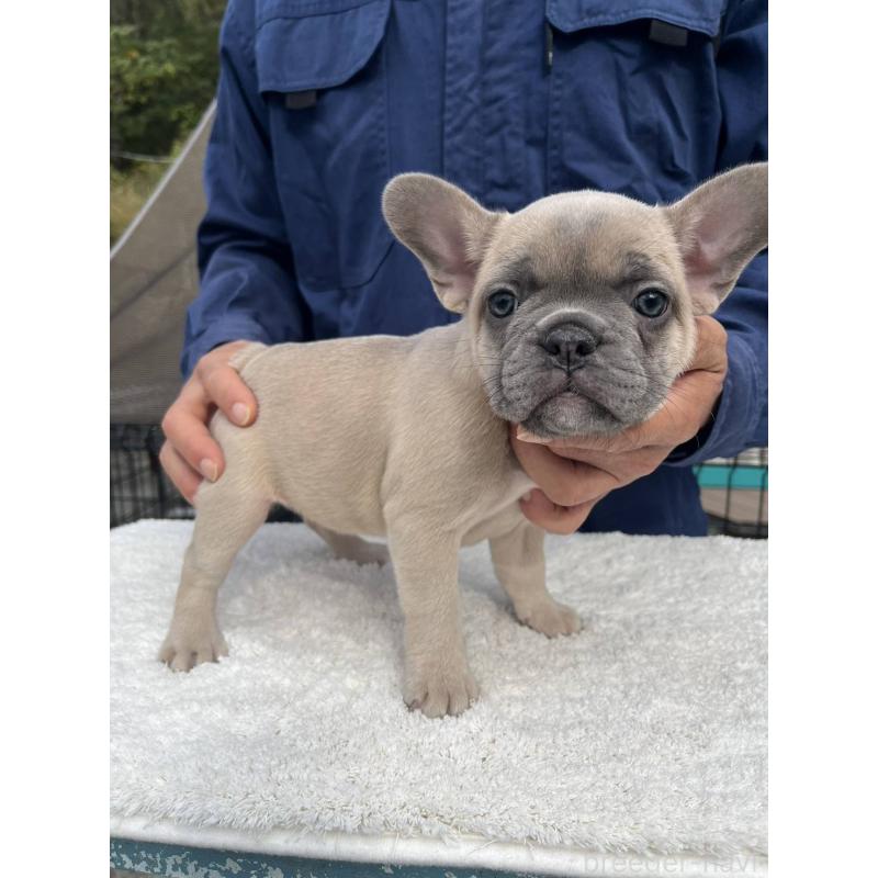 成約済の愛媛県のフレンチブルドッグ-424414の11枚目