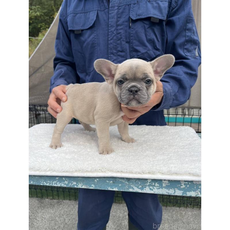 成約済の愛媛県のフレンチブルドッグ-424414の10枚目