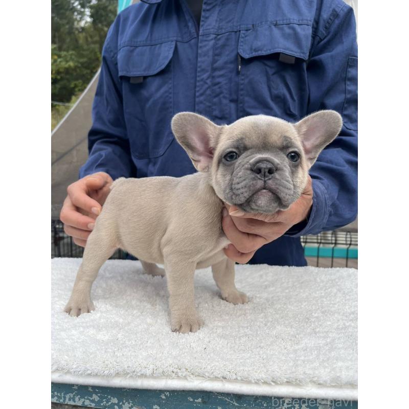 成約済の愛媛県のフレンチブルドッグ-424414の9枚目
