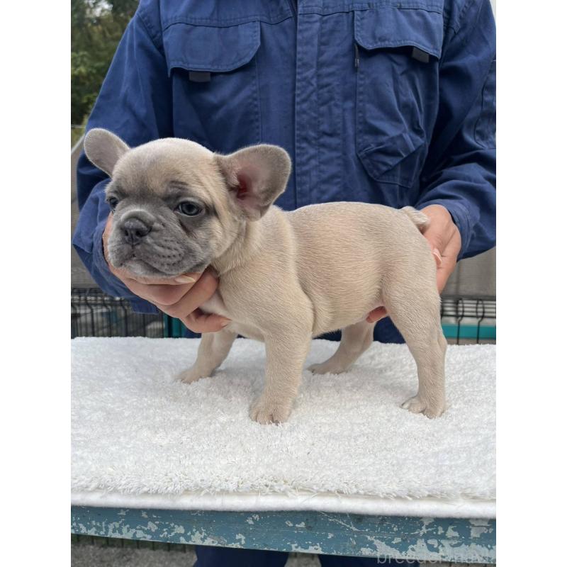 成約済の愛媛県のフレンチブルドッグ-424414の8枚目