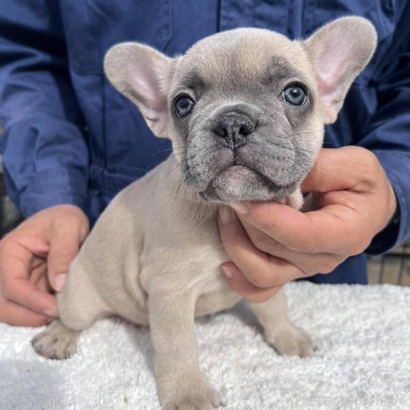 販売中の愛媛県のフレンチブルドッグ-424414